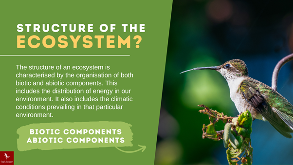 Structure of the Ecosystem