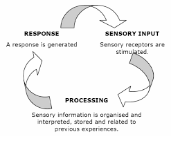 Sensory neuroscience