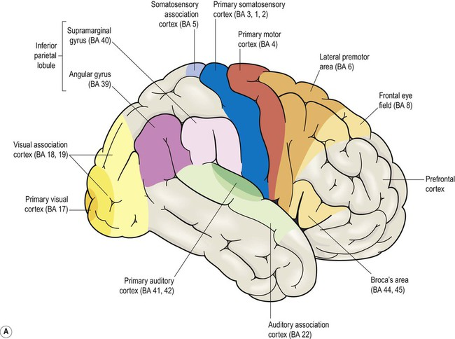 cognitive-neuroscience